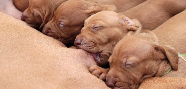 LECHE EN LOS PERROS leche en los perros: