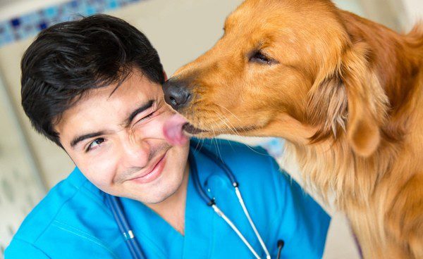 Gastroenteritis Hund 5 Reasons Your Pet is Lethargic (and When to