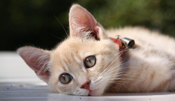 Un gato con sarna está triste y no come