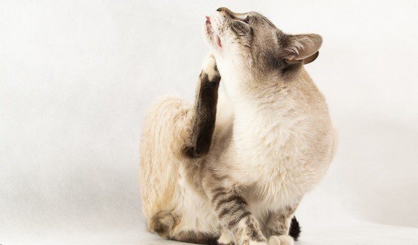 Un gato rascándose puede ser sÃntoma de sarna