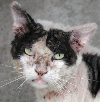 Un gato con sarna
