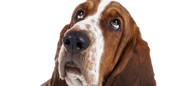 Limpiar los ojos a los perros es una tarea sencilla que no se debe descuidar