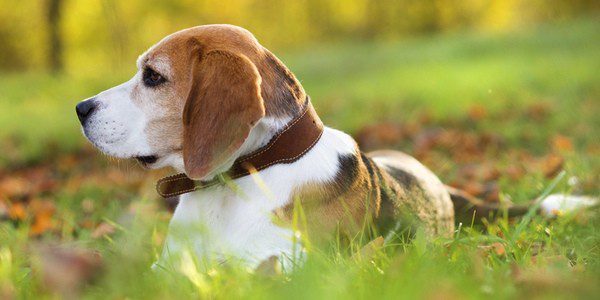 Una infección ocular puede ser fatal para los perros