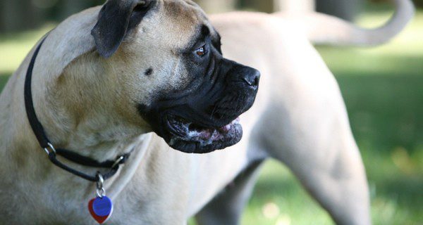 El Bullmastif puede causar graves heridas sólo con un mordisco