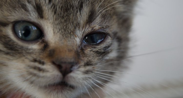 El gato tendrá los ojos hinchados, cerrados y secreción abundante