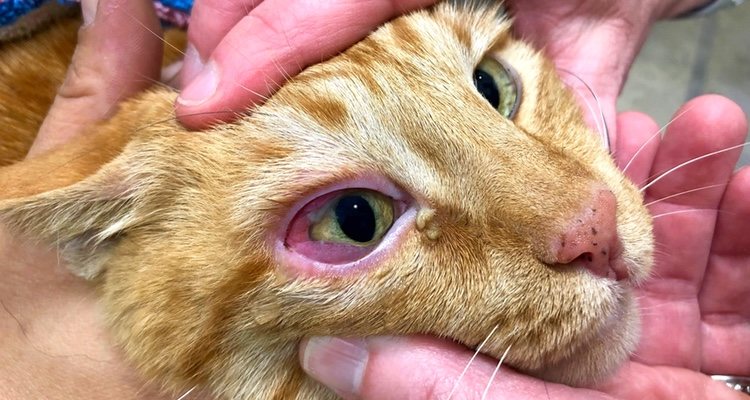 Los ojos rojos e irritados pueden ser causa de alergia