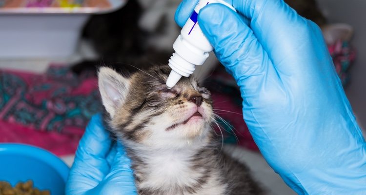 Intenta limpiar el ojo de tu gato con suero
