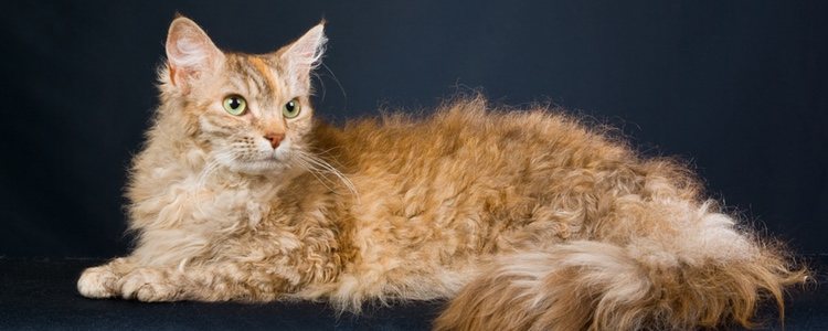 El gato LaPerm es una raza de pelaje rizado