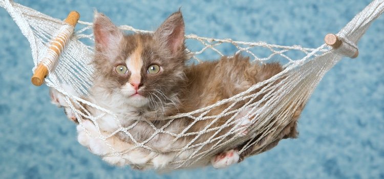 Estos gatos son una raza dócil y cariñosa