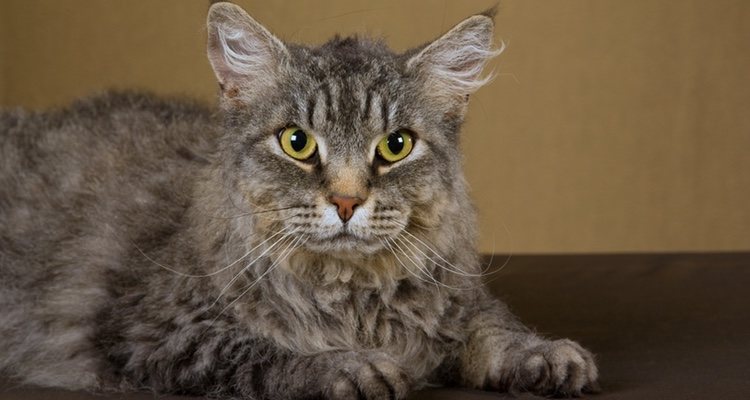 Este animal no supone ningún tipo de peligro para los más pequeños