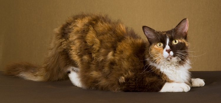 Es bueno que el felino esté siempre en movimiento tenga una vida activa