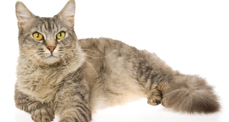 Es importante el tamaño del gato a la hora de darle de comer