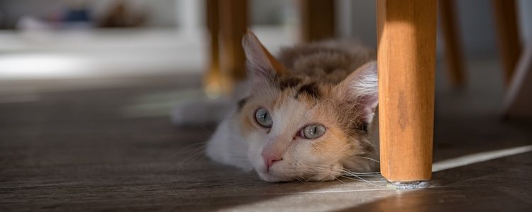 La creadora de este tipo de gatos fue la señora Linda Koehl