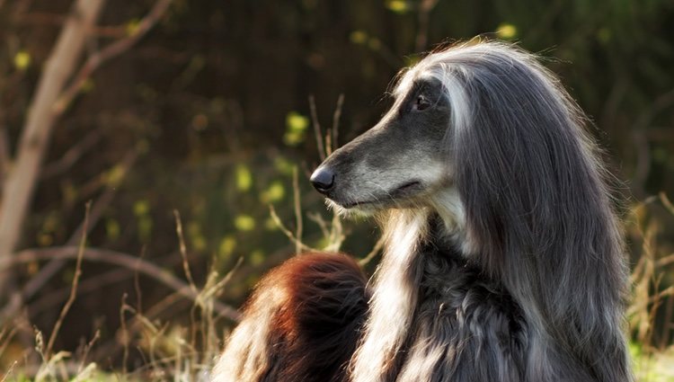 Hay que secar bien el pelo de estos perros para que no se formen nudos
