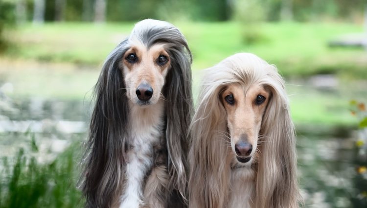 Los galgos afganos tienen algo de especial y es su precioso pelo
