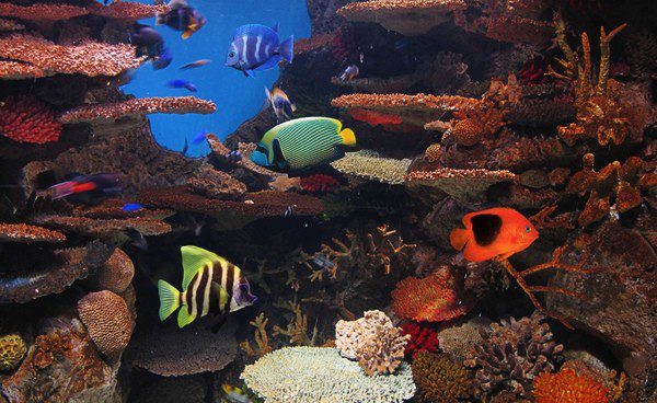 Los acuarios tienen que estar bien acondicionados para que los peces tengan calidad de vida