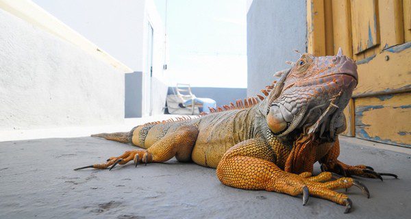 La delicada alimentación de la iguana