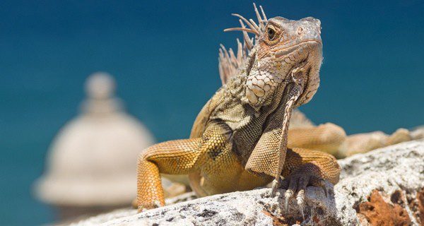 La iguana no procesa correctamente la carne