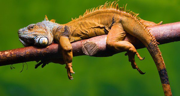 La dieta de la iguana: fruta y verdura