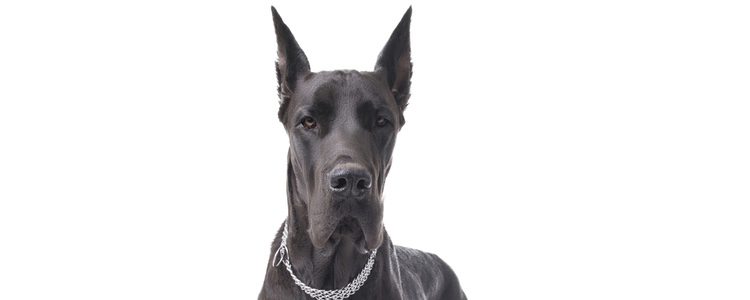 El Gran Danés es un perro dócil y afable