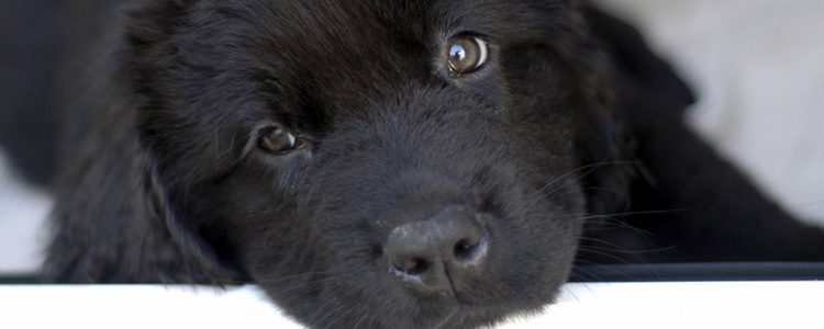 El negro es el color predominante de esta raza