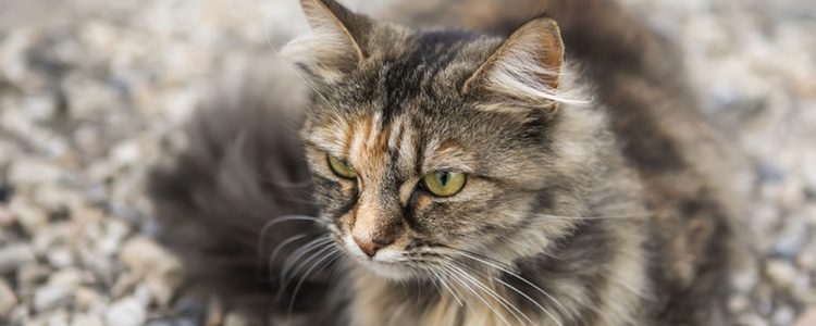 El Siberiano es un gato muy fiel a sus dueños
