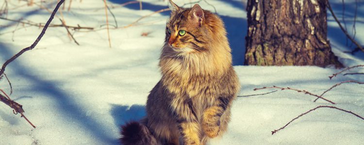 El Siberiano no posee la proteína causante del 80% de las alergias de los humanos a los gatos