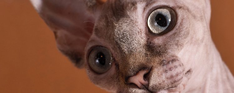 Sus ojos tienen que estar limpios