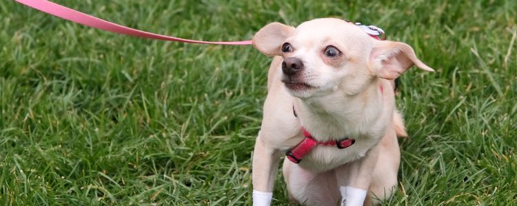 Debes mantener la calma porque si no podrás trasmitirle el nerviosismo a tu mascota en el caso de que la veas