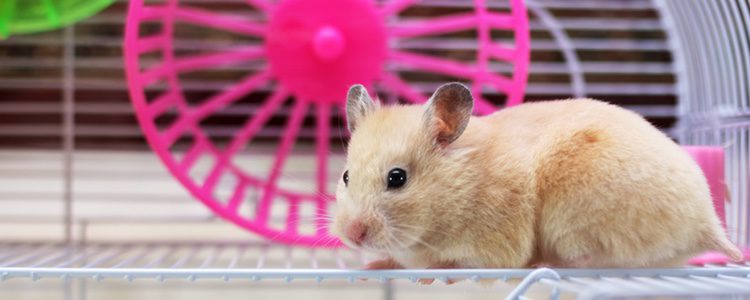 También es importante tener un transportín, ya que si quieres trasladar a tu mascota es la forma más segura
