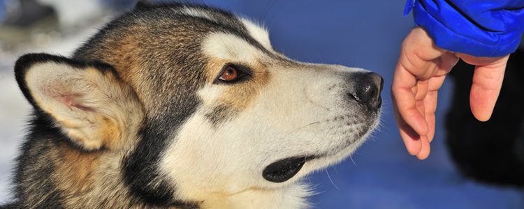 Aunque tu perro no muerda hay personas que pueden tener miedo a tu mascota 
