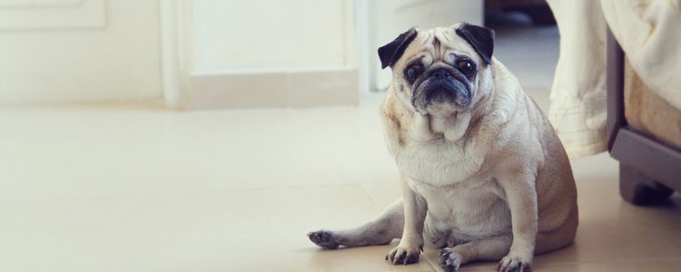 El adoptar a un perro supone una responsabilidad muy grande 
