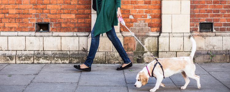Al subir a casa después de pasear a tu perro pueden surgir conflictos con tus vecinos 