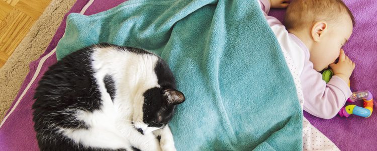 Tener un bebé y un gato no tiene por qué ser motivo de complicaciones