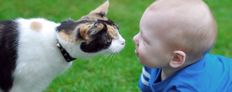 Los gatos distinguen lo que es un bebé y le trataran como a un cachorro, con mimo