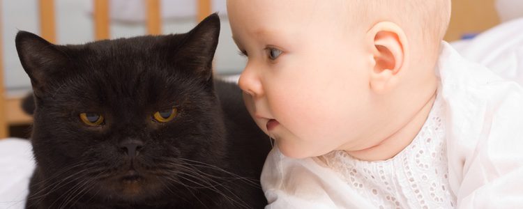 El gato tendrá que pasar unos controles médicos previos antes de juntarlo con un bebé