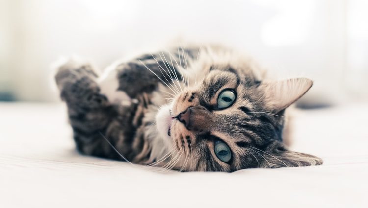 Muchas personas eligen a los gatos como mascotas por su independencia