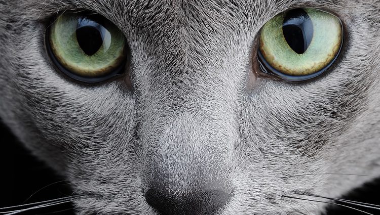 Los ojos de los gatos están preparados para cazar en la oscuridad