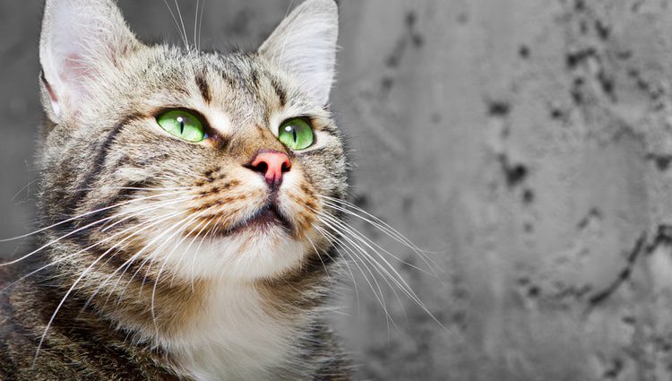 Jamás cortes los bigotes a tu gato, ya que hará que el animal no pueda moverse con normalidad
