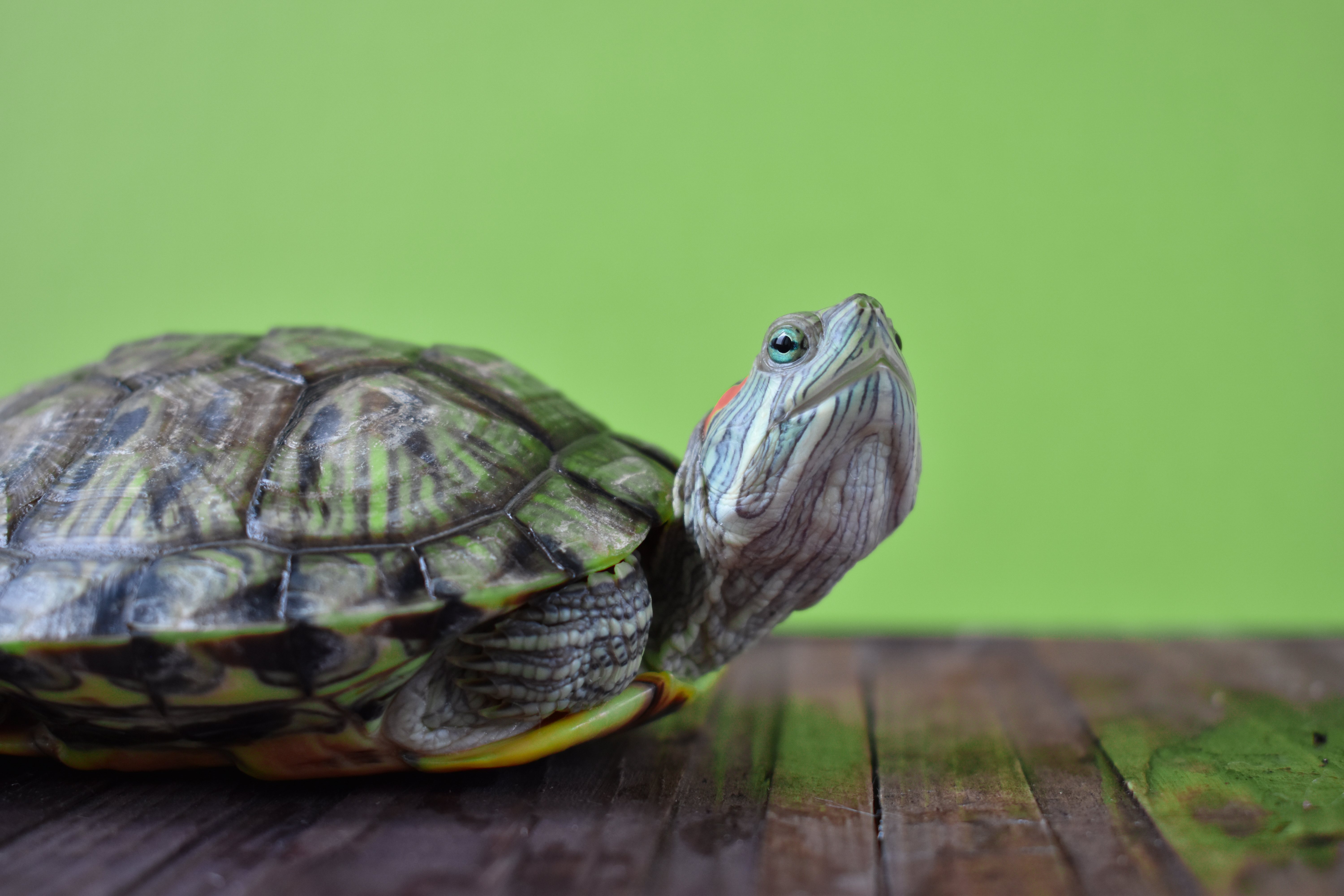 Hay que saber muy bien dónde adquirir un reptil