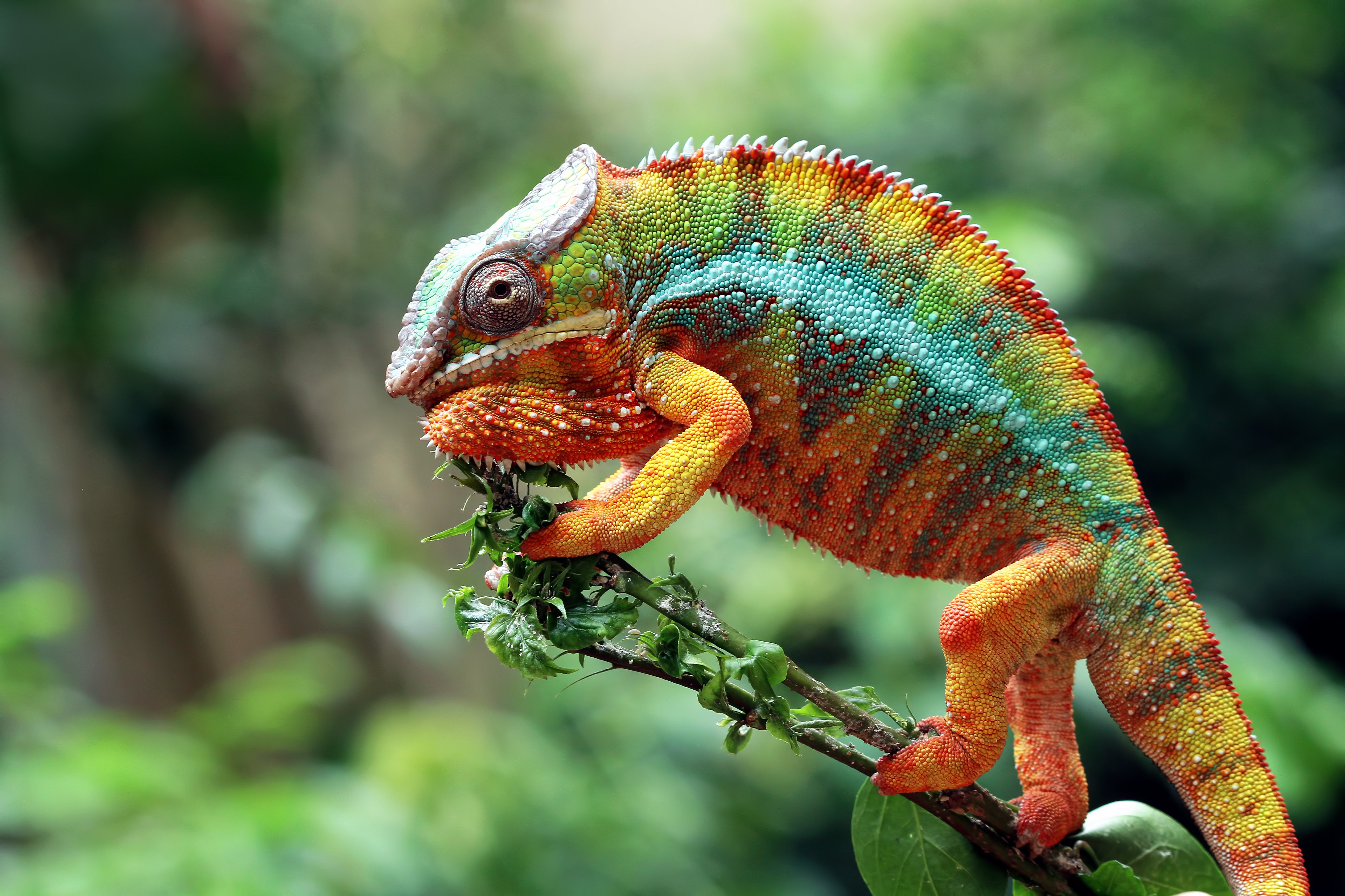 La alimentación del reptil es fundamental para que su salud no se resienta