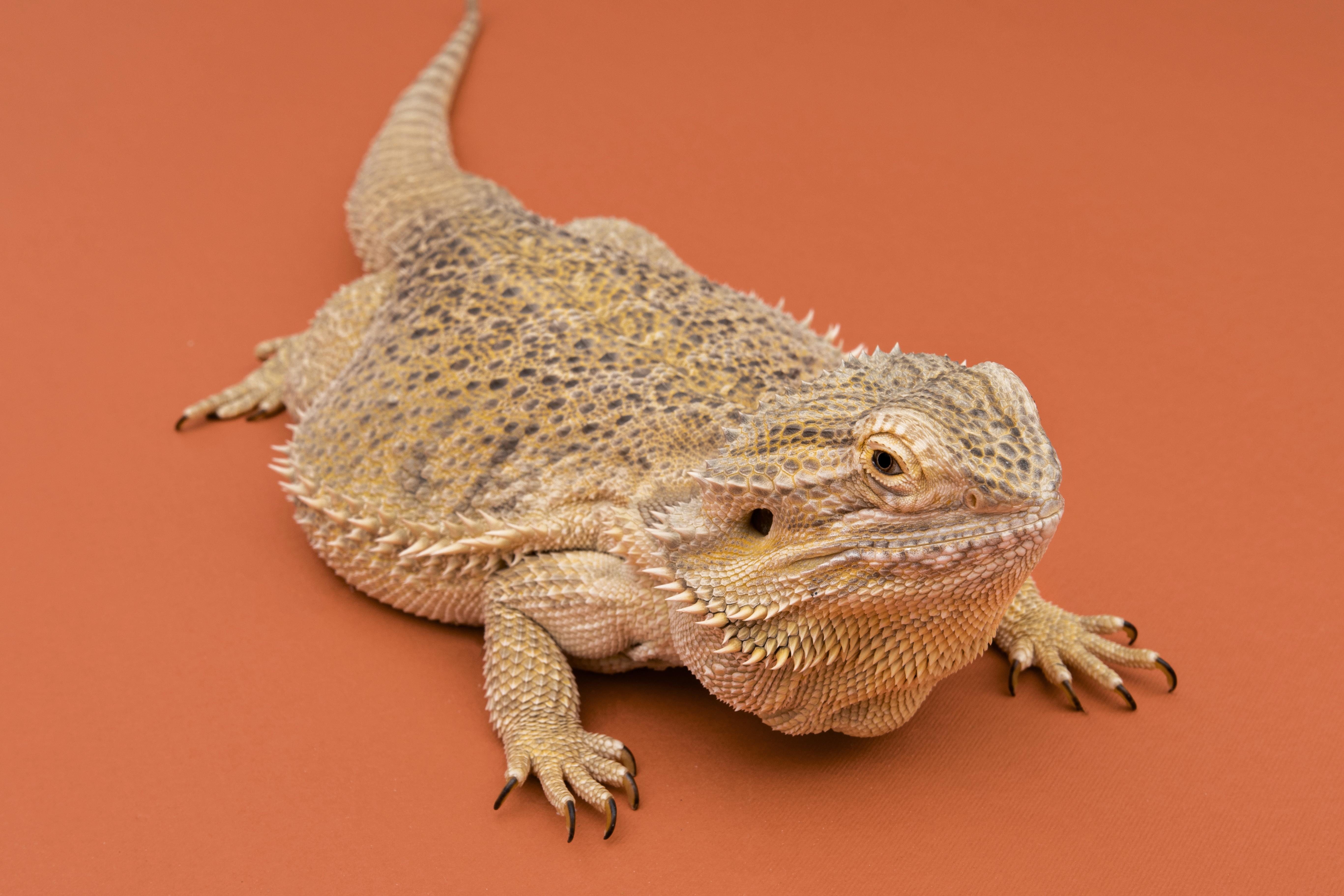 Hay que cuidar muy bien el acondicionamiento del terrario para que el reptil viva cómodo