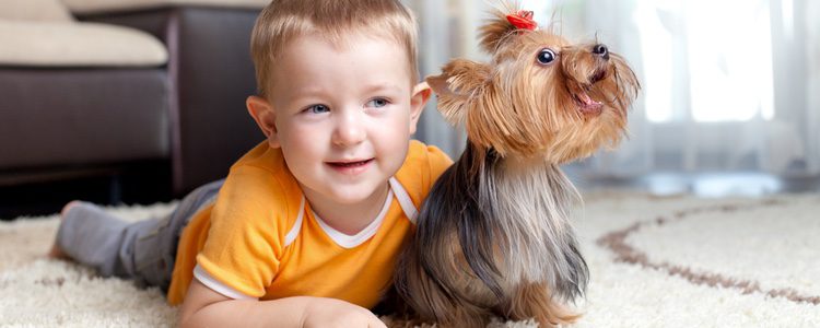 La raza de perros Yorkshire es la más adecuada para aquellos niños enfermos de asma