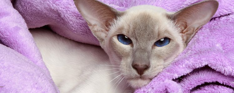 Los gatos egipcios son ideales para los enfermos de asma ya que no tiene pelo