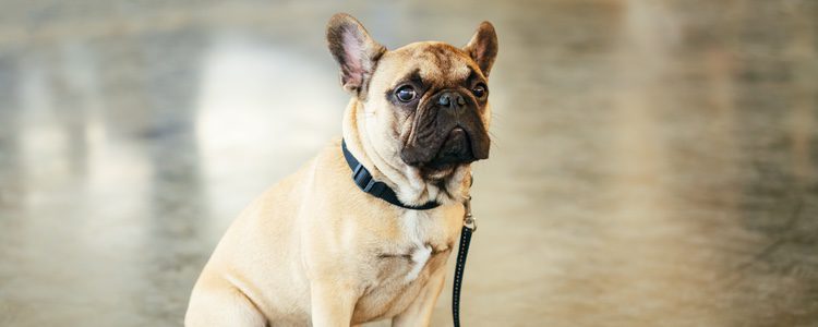 Tu mascota siempre debe tener el chip localizador para poder encontrarle si se pierde 
