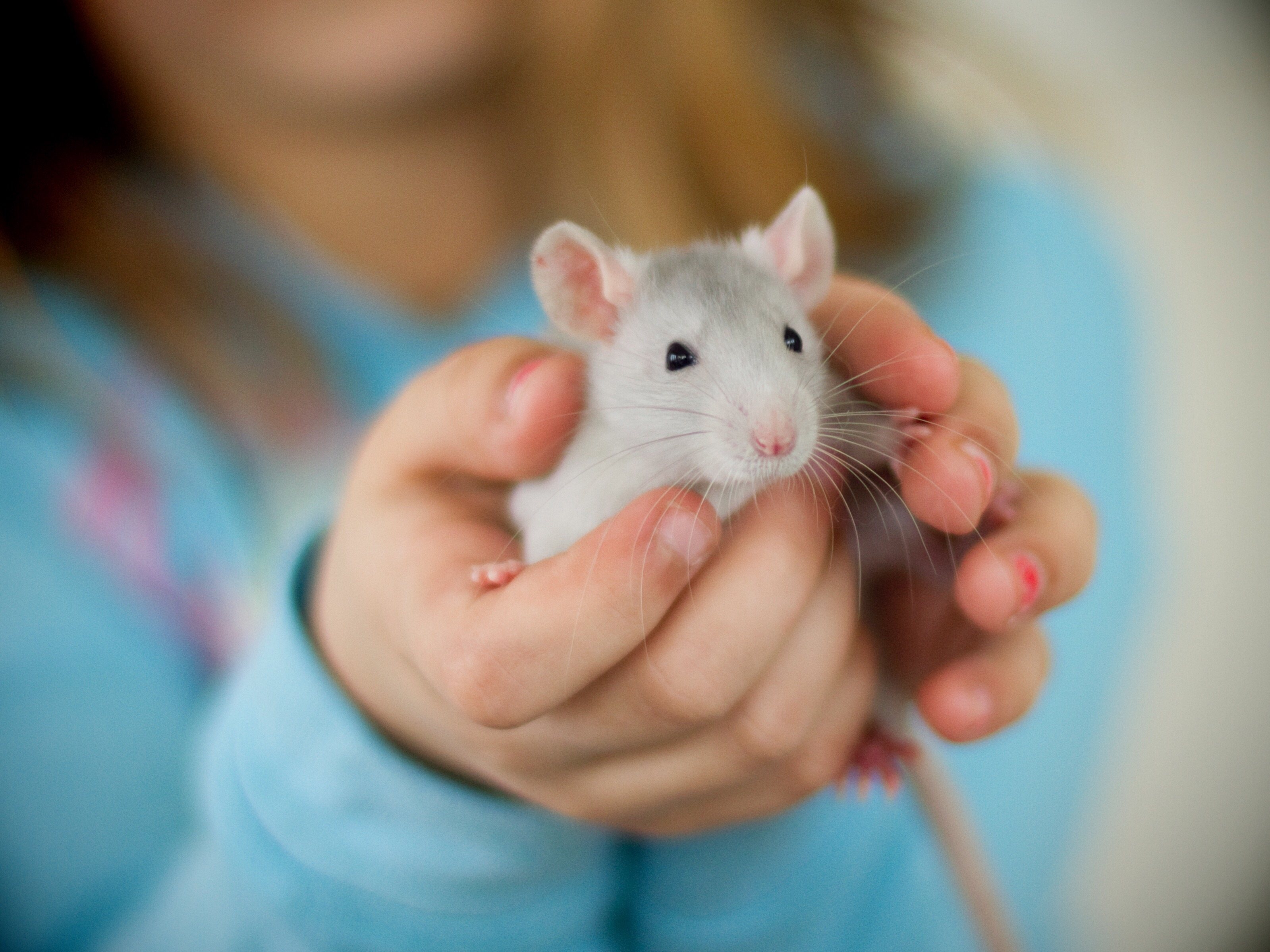 La rata también puede ser una buena mascota