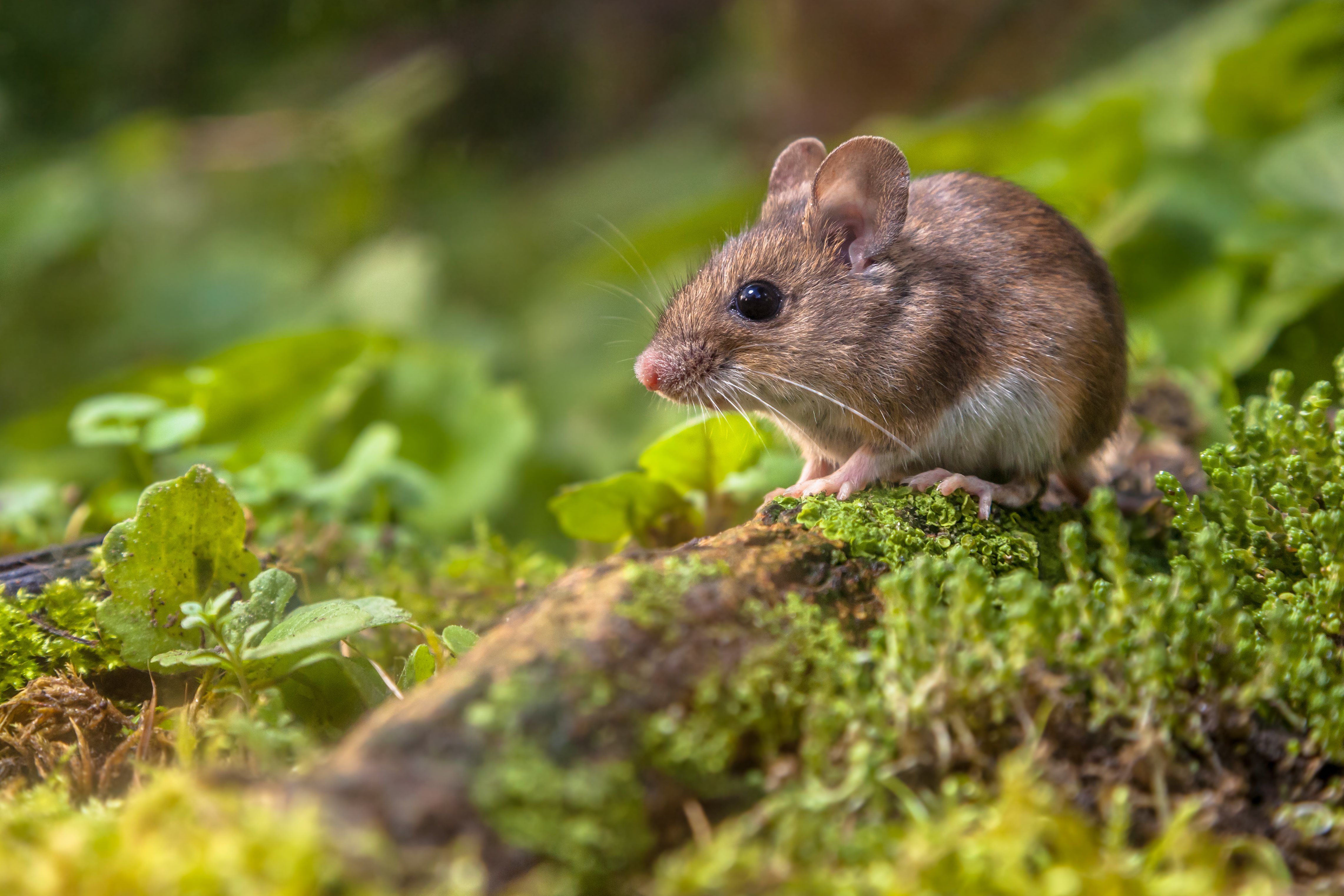 Los ratoncitos son de lo más adorables