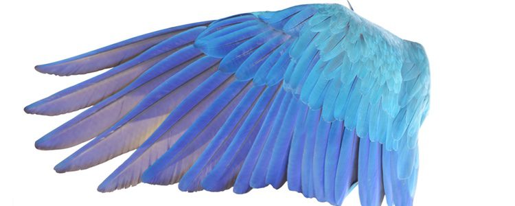 Las aves cambian sus plumas