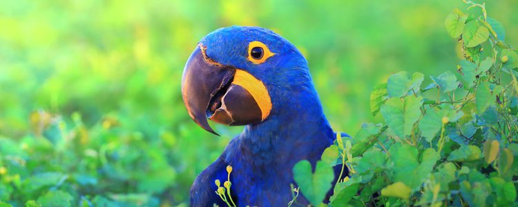 Guacamayo Jacinto