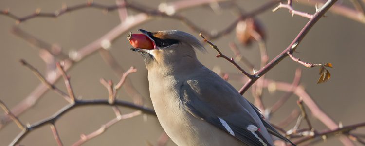 Ampelis Europeo